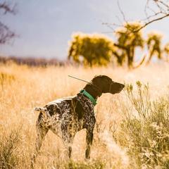 German Shorthaired Pointers from Trillium German Shorthaired Pointers