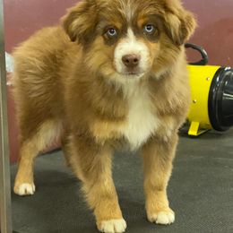 Toy Australian Shepherd Puppies from Diamond Bar N Ranch