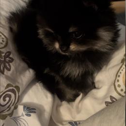 Pomeranian Puppies from Silver’s Reigning Heir Poms