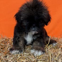 SALE.  Mudslide - Gold male Shih Tzu puppy in Sharon, Pennsylvania from Keystone Danes and Shih tzus