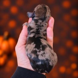 Omen - Dapple male Dachshund puppy in Lebanon, Ohio from Golden Acres D & B