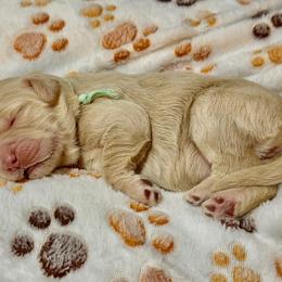 Lunar - Cream female Goldendoodle puppy in Brandon, Mississippi from Dazzling & Dapper Doodles of MS