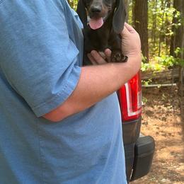 Meka - Black and tan female Dachshund puppy in Dinwiddie, Virginia from White Oak Kennels