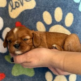 Boy 3 - Ruby Cavalier King Charles Spaniel puppy in Racine County, Wisconsin from Hough's Danes