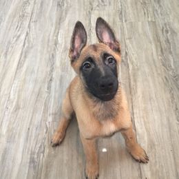 Belgian Malinois Puppies from Claudette Fischer's Belgian Malinois