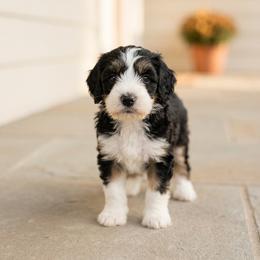 Vader - Tri-color male Bernedoodle puppy in Travelers Rest, South Carolina from Bernedoodle.do