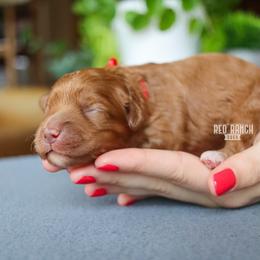 Pitch - Red male Cavapoo puppy in Salado, Texas from Red Ranch Dogs