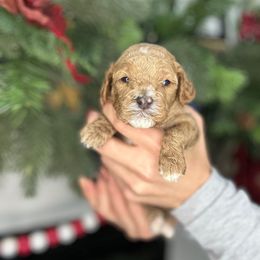 Blue - Red male Cavapoo puppy in Ephrata, Washington from Gingers Cavapoo’s