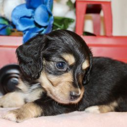 Bella - Black and cream female Dachshund puppy in Roanoke, Alabama from 3B Doxies