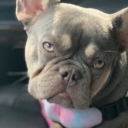 French Bulldogs from Andrea - Dallas Frenchie Connect