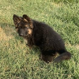 German Shepherd Puppies from Silver Knight Shepherds