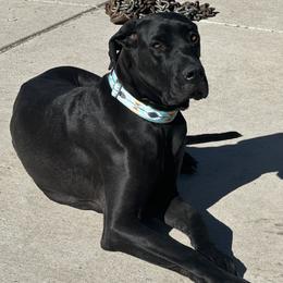 Ruca - Great Dane