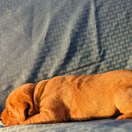 Dilute Retriever and Labrador Retriever Puppies from LC Hunting Labs, LLC.