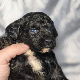 Mercedes - Black and white female Cockapoo puppy in West Point, Mississippi from Golden Paws