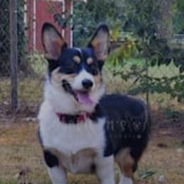 Butters - Pembroke Welsh Corgi