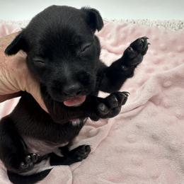 Boy 2 - male Xoloitzcuintli puppy in West Jordan, Utah from Majestic Nakids