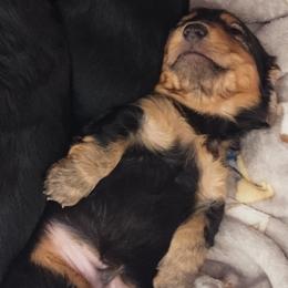 Ted - Dachshund