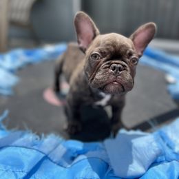 French Bulldog Puppies from Tiny Besties