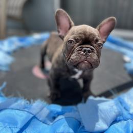 French Bulldog Puppies from Tiny Besties