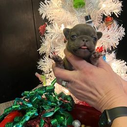 Female - Tricolors female French Bulldog puppy in Union City, Tennessee from West Tennesse Frenchies