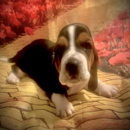 Munchkin - Black white and brown male Basset Hound puppy in Bremerton, Washington from Over the Rainbow Basset Hounds