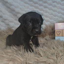 Hot pink collar - Black female Cane Corso puppy in Fritch, Texas from Carrie Brown's Cane Corsos