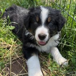 Daffy - Black tri-color male Australian Shepherd puppy in Creswell Heights, Washington from Sayre Australian Shepherds