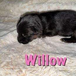 Willow - Black and red female German Shepherd puppy in Graham, Washington from Wildeflecken Shepherds