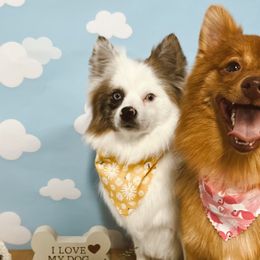 Pomeranians from Divine Inspired Poms