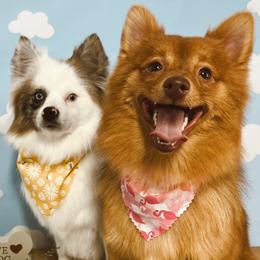 Pomeranians from Divine Inspired Poms