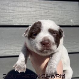 Pumpkin - Red mottled male Australian Cattle Dog puppy in Floyd, Virginia from Southern Charm Heelers