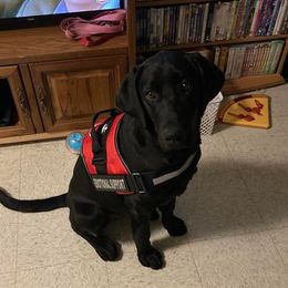 Labrador Retrievers from Elizabeth Bundy's Labrador Retrievers