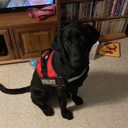 Labrador Retrievers from Elizabeth Bundy's Labrador Retrievers
