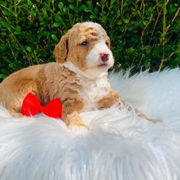 Lincoln.  AKC - Red  male Poodle puppy in Nixa, Missouri from Family Poodles