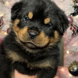 Fabia female - Black and mahogany female Rottweiler puppy in Fredericktown, Missouri from Obsessions Rottweiler