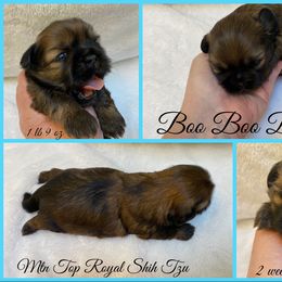 Shih Tzu Puppies from Mtn Top Royal Shih Tzu