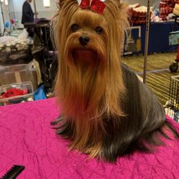 Yorkshire Terrier All Grown Up from Laurie Loisel