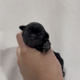 French Bulldog and Shih Tzu Puppies from Puppy Paper House