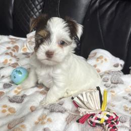Freckles AKC - Chocolate, tan and white female Yorkshire Terrier puppy in Labelle, Florida from Chocolate and Parti Yorkies in Florida