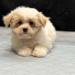 Biscuit - Cream male Havapoo puppy in Lancaster, South Carolina from 3 Bs Havanese-PUPPIES with  PURPOSE