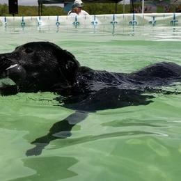 Border Collies, Labrador Retrievers, and Sporty Mixes from Memento Vivere Kennels