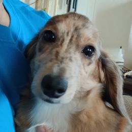 Teddy - Dachshund