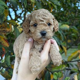 Lorelai - Apricot female Assorted Doodle Crosses puppy in Yuba City, California from Lucky Day Doodles
