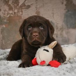 Rocco - Chocolate male Labrador Retriever puppy in Archer Lodge, North Carolina from Archer Lodge Labradors