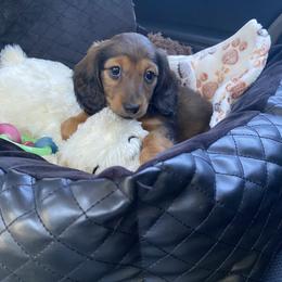 Dachshund Puppies from Ruby Desert Doxies