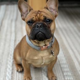 French Bulldog Puppies from Black Diamond Frenchies