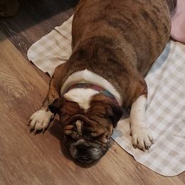 Valkyrie - Bulldog