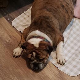 Valkyrie - Bulldog