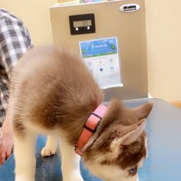 Siberian Husky Puppies from Vixen Siberians