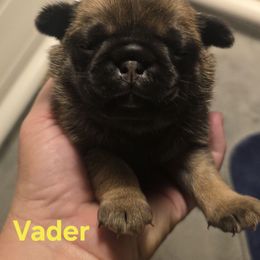Vader - Fawn male Pug puppy in Boiling Springs, South Carolina from Monsterpugs